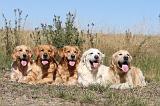 GOLDEN RETRIEVER 089